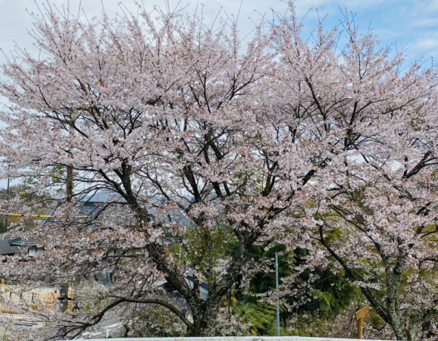 🌸春のデート「桜」🌸